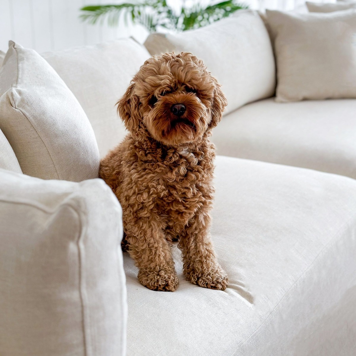 Marbella Modular Sofa Ivory Left, W 300 D 250 H 85cm (RRP $6149) - Image 11