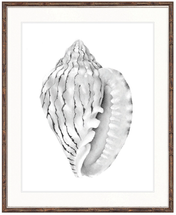 "Designer Boys Collections" Exquisite Shell XI Soft Grey Artwork, Careel Bay Shell Collection - Image 3
