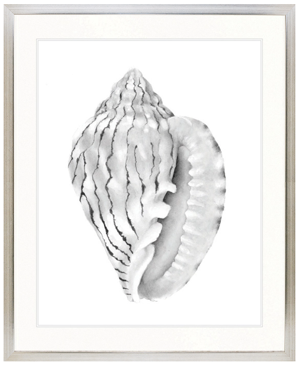 "Designer Boys Collections" Exquisite Shell XI Soft Grey Artwork, Careel Bay Shell Collection - Image 2