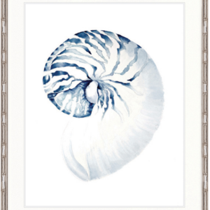 "Designer Boys Collections" Exquisite Shell II Indigo Blue Artwork, Careel Bay Shell Collection
