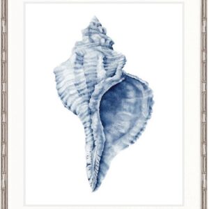 "Designer Boys Collections" Exquisite Shell III Indigo Blue Artwork, Careel Bay Shell Collection