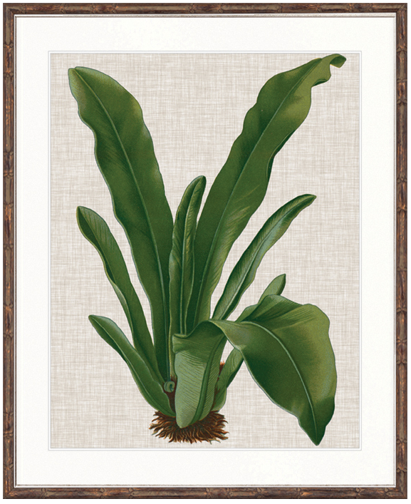 "Designer Boys Collections" Tropical Evergreen IV Artwork, Elysium Tropical Collection - Image 2