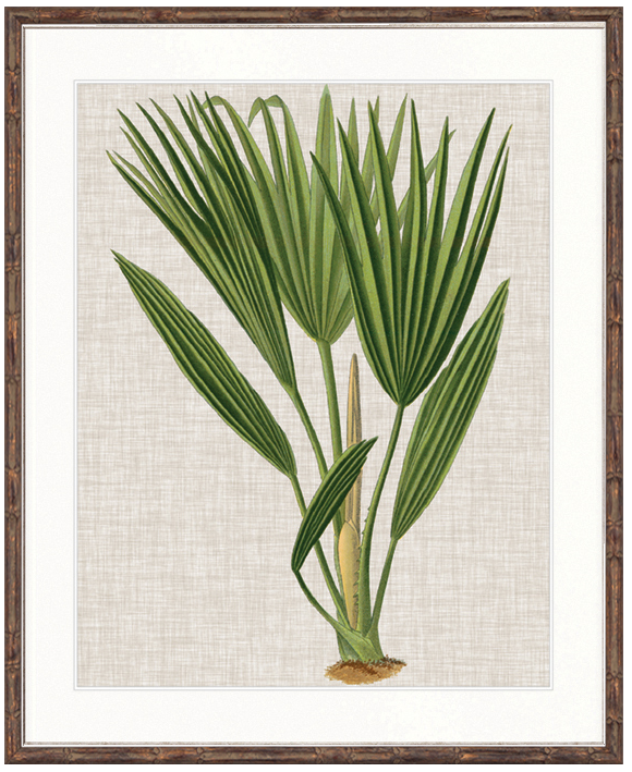"Designer Boys Collections" Tropical Evergreen VI Artwork, Elysium Tropical Collection - Image 2