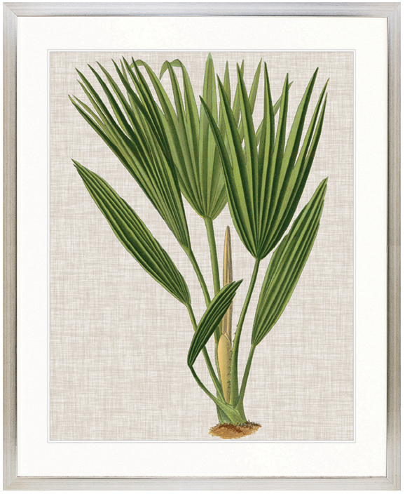 "Designer Boys Collections" Tropical Evergreen VI Artwork, Elysium Tropical Collection - Image 3